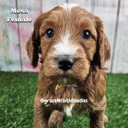 Goldendoodles and Labradoodles from Grace N Faith Doodles