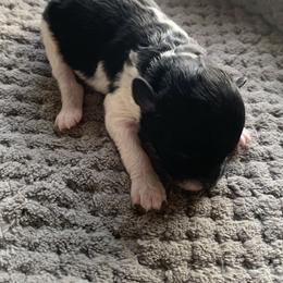 Ollie - Parti male Poodle puppy in Haddam, Kansas from Golden B Acres