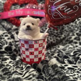 Eleven - White female Pomsky puppy in Oak Harbor, Washington from Island Pomskies