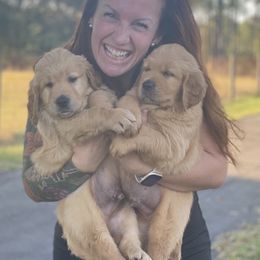 Golden Retriever Puppies from Homeward Bound Goldens