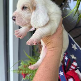 Male 1 - Lemon and white male Basset Hound puppy in Manchester, Tennessee from Middle TN Leopard Catahoulas and Middle TN Bassett Hounds