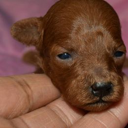Poodle Puppies from MaryMargaret's Pups