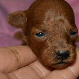 Poodle Puppies from MaryMargaret's Pups