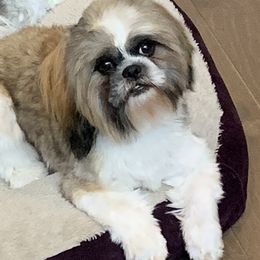 CASH - Shih Tzu