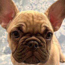 Missy - Tricolors French Bulldog puppy in Crystal Lake, Illinois from Breyer’s French Bulldogs