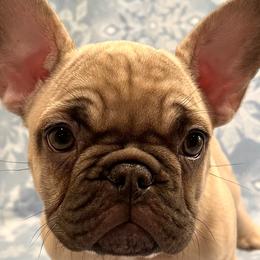 Missy - Tricolors French Bulldog puppy in Crystal Lake, Illinois from Breyer’s French Bulldogs