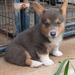 Boy 3 - Blue male Pembroke Welsh Corgi puppy in Lufkin, Texas from Wartooth Cowdogs