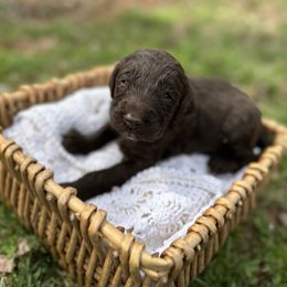 Green - Chocolate Labradoodle puppy in Batesville, Arkansas from Morris Farmyard