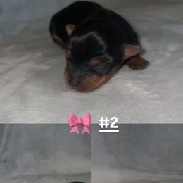 Girl 2 - Black and gold female Yorkshire Terrier puppy in San Tan Valley, Arizona from Great Mates