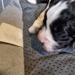 Indie - Blue - Black and white female Bernedoodle puppy in Carlisle, Iowa from Farnsworth Bernedoodles