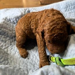 Neon Green Collar - Red  female Poodle puppy in Henagar, Alabama from Windy Oak Kennels