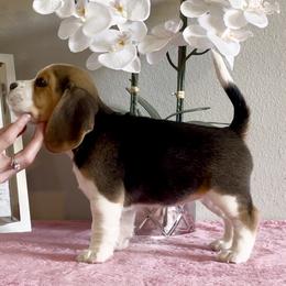 Beagle Puppies from Fuller Beagles