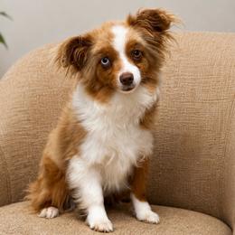 Toy Australian Shepherd puppies from Desert Dreamcatcher Ranch