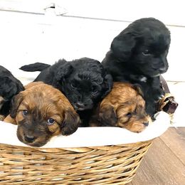 Bordoodle Puppies from Mountain Mini Bordoodles