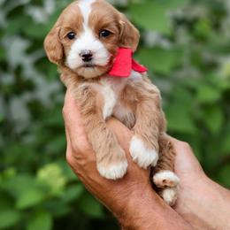 Winston - Red collar boy - Red  male Goldendoodle puppy in Ruthorfordton, North Carolina from Duncan Doodles Goldendoodles