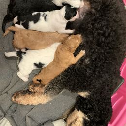 Bernedoodle Puppies from Beavercreek Bernedoodles