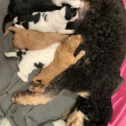 Bernedoodle Puppies from Beavercreek Bernedoodles