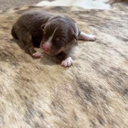 RUSTY - Red tri-color male Australian Shepherd puppy in Pendleton, Oregon from High West Aussies