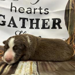 Girl 5 - Panda female German Shepherd puppy in Pelham, North Carolina from P & P Shepherds