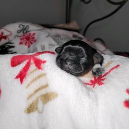 Girl 3 - female Shih Tzu puppy in Wooster, Ohio from Mending Hearts Shih Tzu's