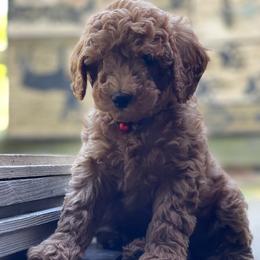 Wirehaired Pointing Griffon puppies from Ole Poor Farm