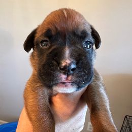 Queso - Fawn male Boxer puppy in Smithfield, North Carolina from Sweet Carolinas Boxer Babies