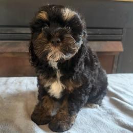 Eleanore - Black and tan female Cockapoo puppy in Connersville, Indiana from MoonShine Babies