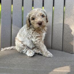 Red Collar Boy - Caramel cream male Australian Labradoodle puppy in Hagerstown, Maryland from Westfields Labradoodles