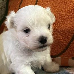 Maltese from Roberts Kennels