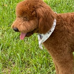 Goldendoodles from GoldenDoodles Cape Coral