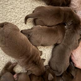 Pearl Hart - Chocolate female Labrador Retriever puppy in Turner, Maine from Bear Pond Retrievers