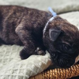 Light Blue Collar - Brindle male Mastiff puppy in Linton, Indiana from Riggins Mastiffs and Danes