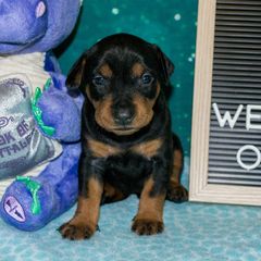 No Collar Girl - Black female German Pinscher puppy in Topeka, Kansas from Rhapsody German Pinschers