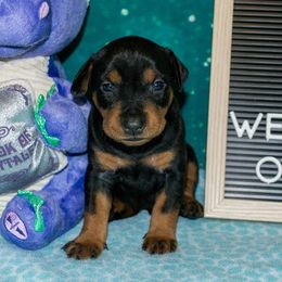 No Collar Girl - Black female German Pinscher puppy in Topeka, Kansas from Rhapsody German Pinschers
