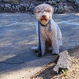 Lagotto Romagnolo All Grown Up from Flying Curls Lagotto Romagnolo