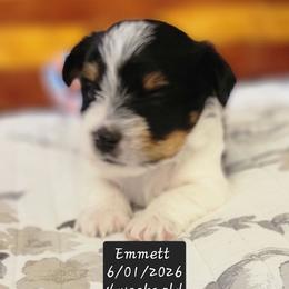 Emmett - Black tan and white male Biewer Terrier puppy in Conetoe, North Carolina from Southern Belle's Biewer Terriers & Papillons