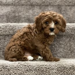 Cavachon, Cavalier King Charles Spaniel, and Cavapoo Puppies from LierChonPoo