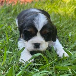 Willie - Tri-color male Cavalier King Charles Spaniel puppy in Wilton, California from Becky's Cavalier King Charles Spaniels