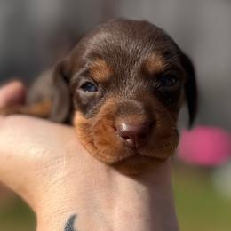 Peep - Chocolate and tan male Dachshund puppy in London, Kentucky from Steele Half Acre Homestead