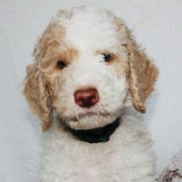 French Bulldogs and Goldendoodles from J&M Pawesome Puppies