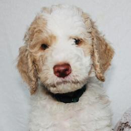 French Bulldogs and Goldendoodles from J&M Pawesome Puppies