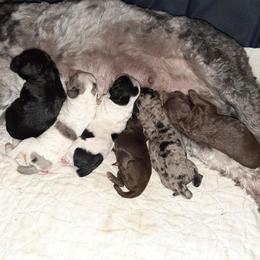 Australian Labradoodle puppies from Golden Xpress Labradoodles