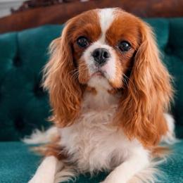 Maple - Cavalier King Charles Spaniel