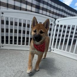 Oscar - Red male Shiba Inu puppy in Elizabeth, New Jersey from Shiba Inu Loving Care