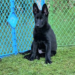 German Shepherd Puppies from Brighton Shepherds