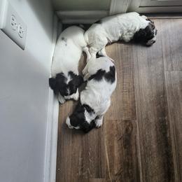 Boy 4 - Liver and white male Brittany puppy in Lancaster, Pennsylvania from Riley's Upland Brittany's