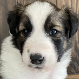 Edmund - Sable and white Old Time Scotch Collie puppy in Mars Hill, North Carolina from Brambly Mountain Farm