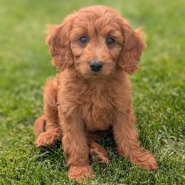 Creamsicle - Red  male Goldendoodle puppy in Blackfoot, Idaho from Riverside Poodles