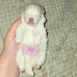 Boy 1 - Cream male Pomeranian puppy in Meherrin, Virginia from Traveling Poms