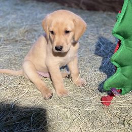 Labrador Retriever Puppies from Fuller Paws of Texas